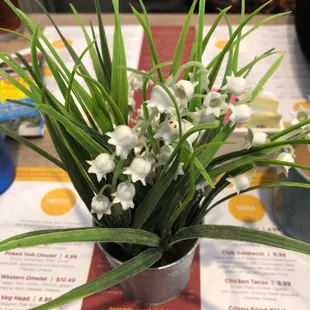 FREE SALAD!!! Vegan friendly