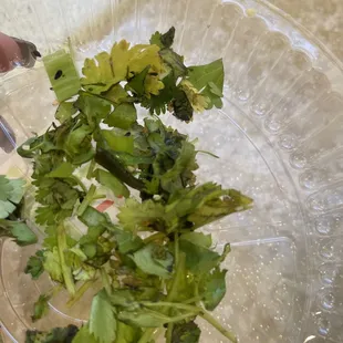 Rotten cilantro I picked off