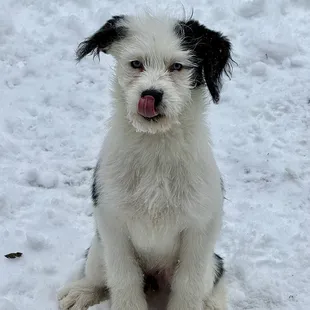 My Rudolf impression   Adopt me