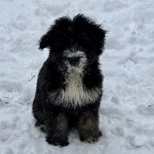 Just too cute.  12 weeks with all shot