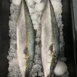 Fresh, sustainably caught, local Yellowtail