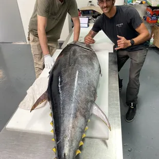 The team slicing up a local, wild caught Bluefin Tuna for same day drivers to customers.