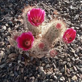 a cactus with pink flowers