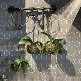 a display of wine glasses and hanging plants