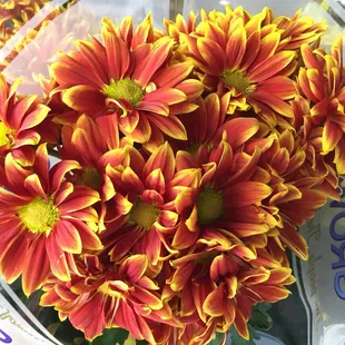 red and yellow flowers