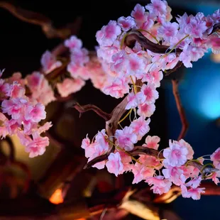 a branch of a cherry tree with pink flowers