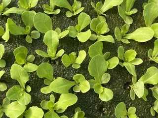 Silver Leaf Farms