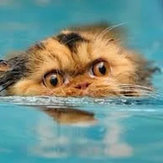 Kitten M.