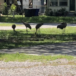 Sand hill cranes sharing the shade with us.
