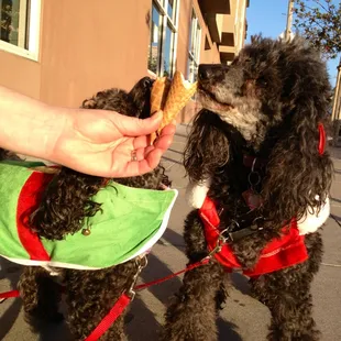 Free doggie cones!