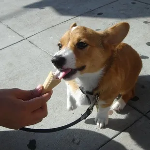 chad and his first polly ann ice cream cone!