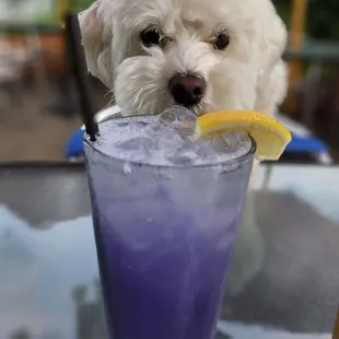 Lavender virgin cocktail