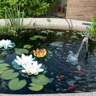 My Jacuzzi/pond with a fountain and gold fish designed by Pond, Plants and More
