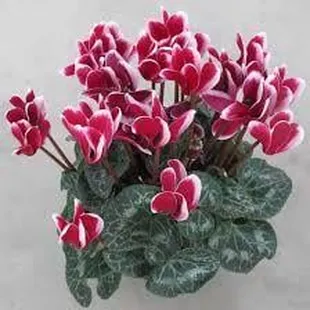 This is a beautiful plant for the holidays &amp; it can last for years with proper care $9.00 each...