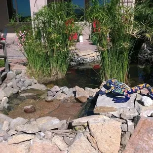 Nice clean waterfall &amp; pond with much more room for the fish