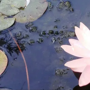 Here are some of the lilies we sell from the plant pond here in Las Cruces, NM