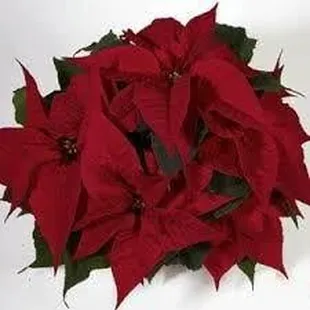 So beautiful this year.  Large Maroon Poinsettia.  Less than 20 left &amp; when they are gone we won't have any more...