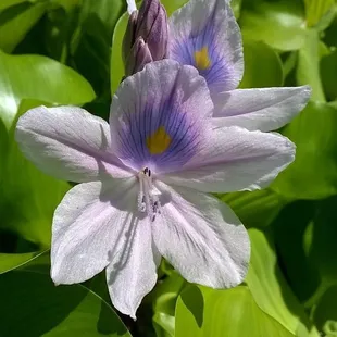 water hyacinth for sale this weekend.  buy 10 get 5 free.  At our plant pond here in Las Cruces