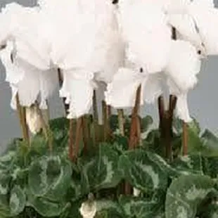 Great plant for the holidays that can last all year with proper care $9.00 each.  Please get yours before we run out - less t...