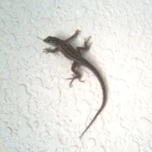 This little lizard lives in our office here in Las Cruces, NM.  Our company believes in using biological treatments rather th...