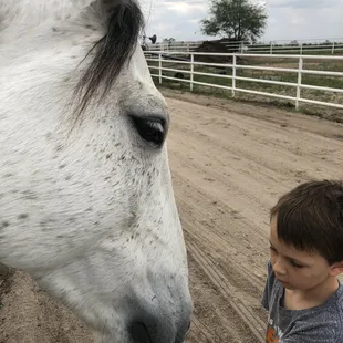 Mustang being gentle with my boy eating grass