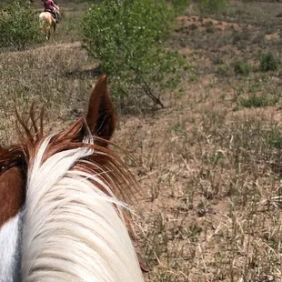 Arabian/saddlebred, I very much enjoyed riding