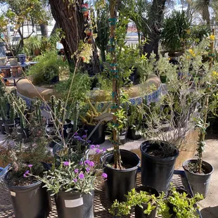 Some more beauties to go home with me