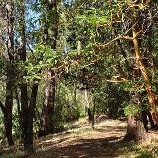 On the way to the orchard