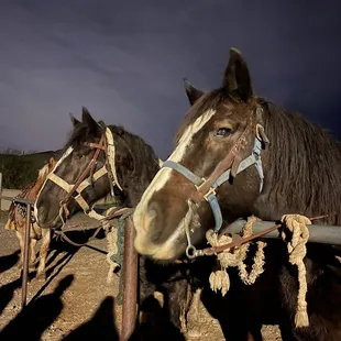 horses outside the restaurant