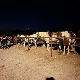 All the horses tied up