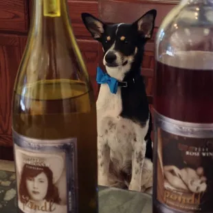 Beau, the winery mascot!