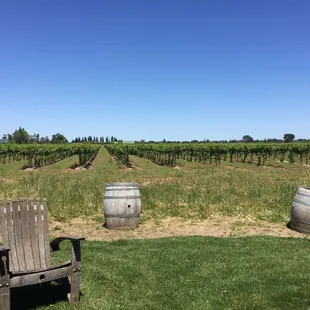 View of the vineyard from the picnic area on a beautiful April day!
