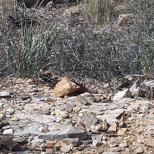 1.5 miles up the trail I saw this guy!