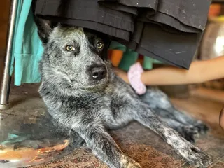 Mariposa Coffee Company