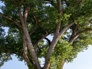 San Pedro Riparian National Conservation Area