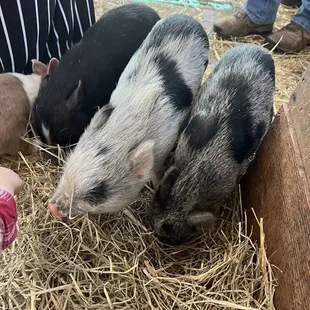 Adorable pigs Monday, Tuesday and Wednesday.