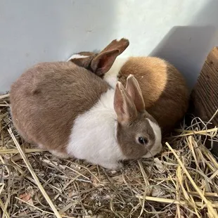 The coat on all of the animals was incredibly soft. They are truly coming from a loving/caring farm.