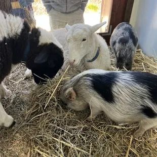 Such sweet and calm animals