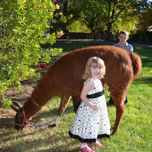 Kids enjoying the beautiful llama.