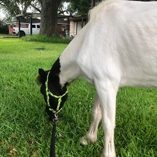 A newly rescued horse eating grass