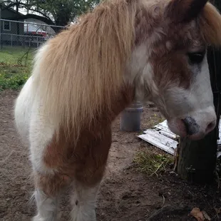 Another picture of the cute pony