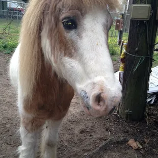 One of the ponies
