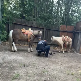 Two rental ponies