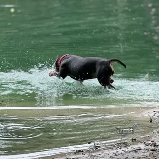 Ripley in the big pond