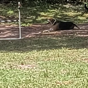 Wore out after sniffing every thing