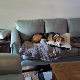 Poochies where is out fur babies thank you poochies