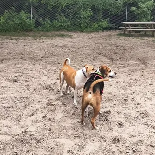 My first friend at poochies park