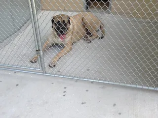 All Paws Pet Boarding and Daycare