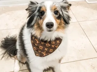 Grateful Dog Grooming