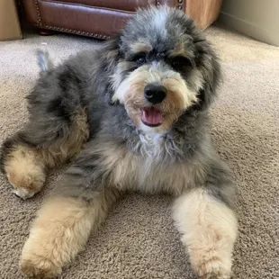 miso after her haircut